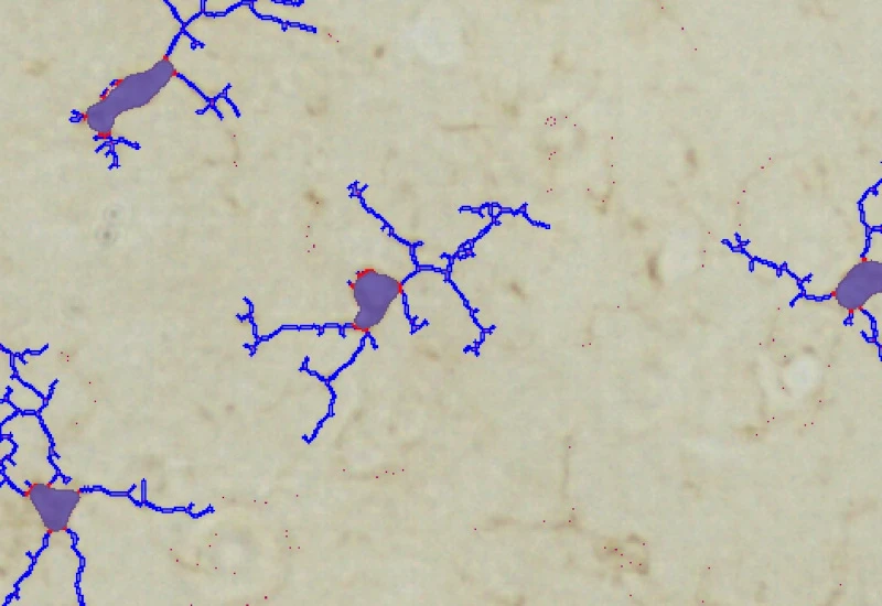 Dynamic Content Image